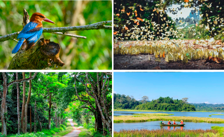 observation des animaux noctures chez le pars Nam Cat Tien