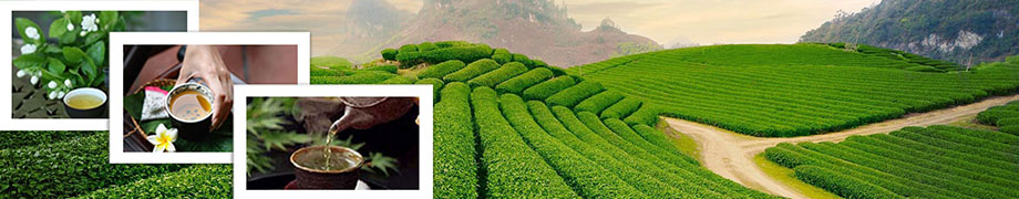 Le thé dans la culture Vietnamienne