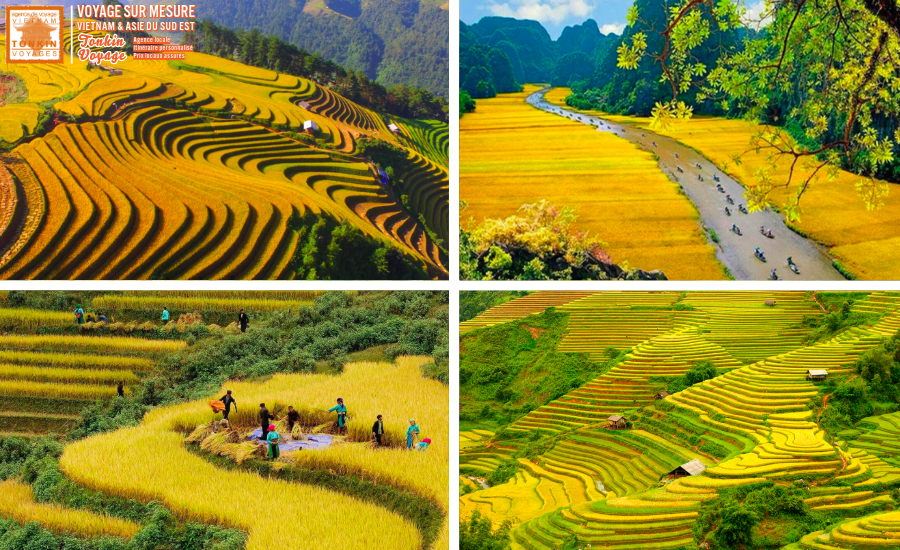 Agrotourisme au vietnam : Vivre la saison du riz dans les montagnes du Nord Vietnam